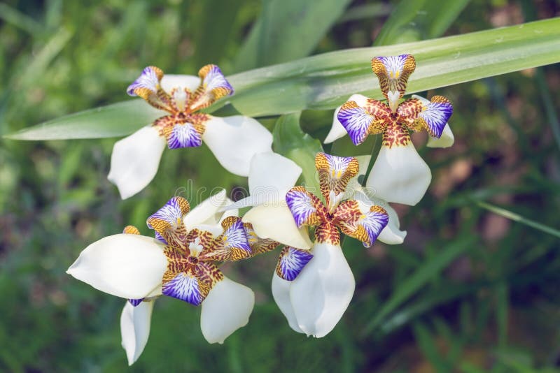 Orquídea à terra foto de stock. Imagem de roxo, terra - 72815970