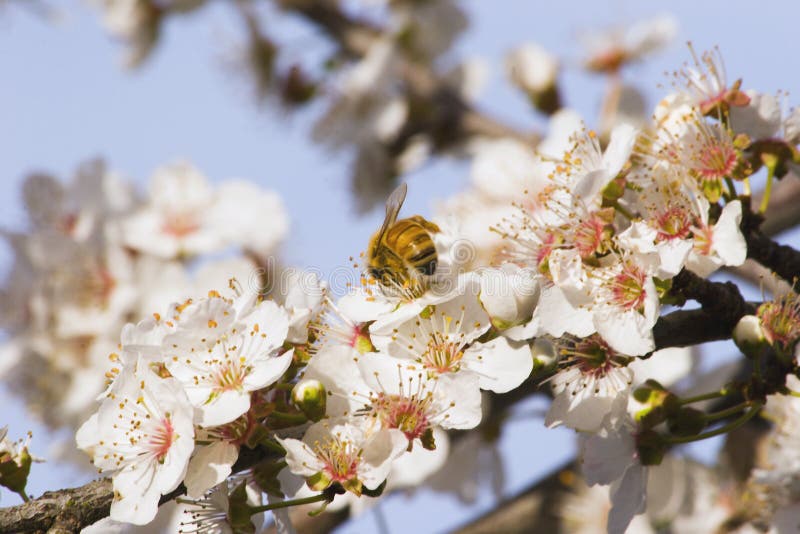 Bee enjoying the Spring Blossom on a Plum Tree, Haumoana, Hawke's Bay, New Zealand. Bee enjoying the Spring Blossom on a Plum Tree, Haumoana, Hawke's Bay, New Zealand