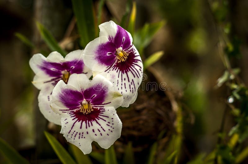 Flor imagem de stock royalty free Flor imagem de stock royalty free
