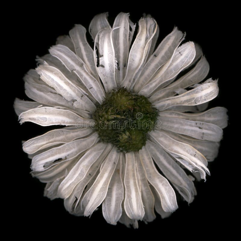Flor imágenes de archivo libres de regalías