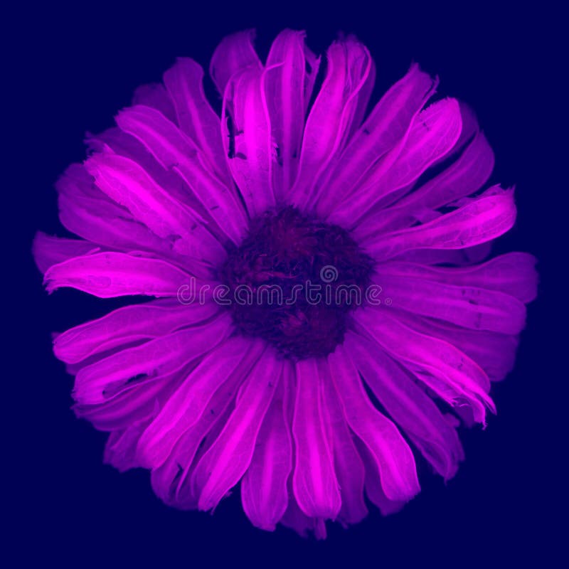 Flor foto de archivo libre de regalías
