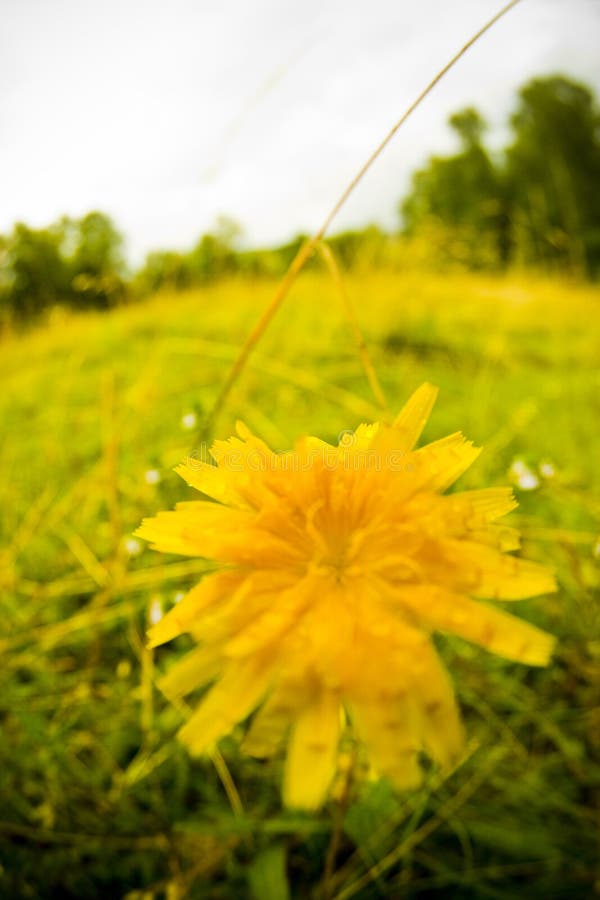 Flor Amarela imagem de stock