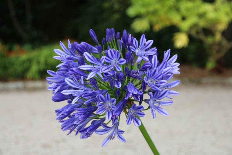 Flor agapanthus azul imagen de archivo. Imagen de pétalos - 187388043