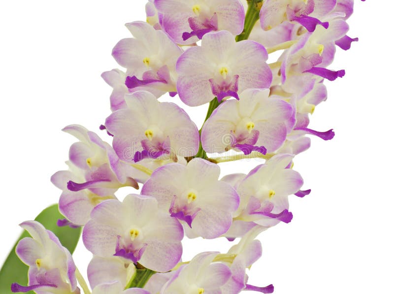Flor aislada de Violet Orchid foto de archivo Flor aislada de Violet Orchid foto de archivo