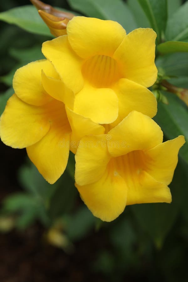 Flor Alamanda De Arbusto Amarillo En Un Jardín Tropical Foto de archivo -  Imagen de pétalos, afuera: 184734990