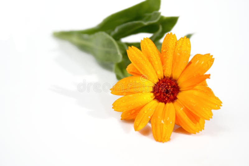 Flor alaranjada com dewdrops imagem de stock Flor alaranjada com dewdrops imagem de stock