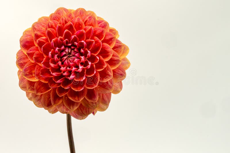 Flor alaranjada da dália da cara dianteira imagem de stock royalty free Flor alaranjada da dália da cara dianteira imagem de stock royalty free