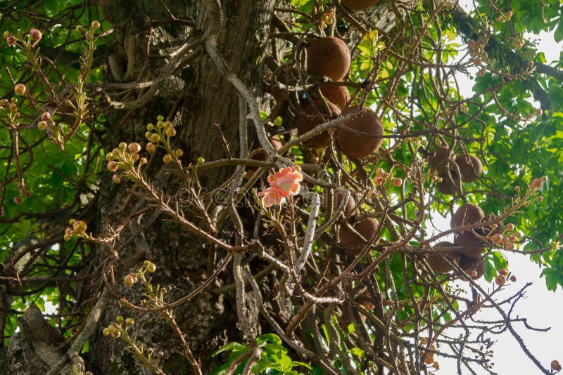 Flor alaranjada da árvore do noz do Brasil