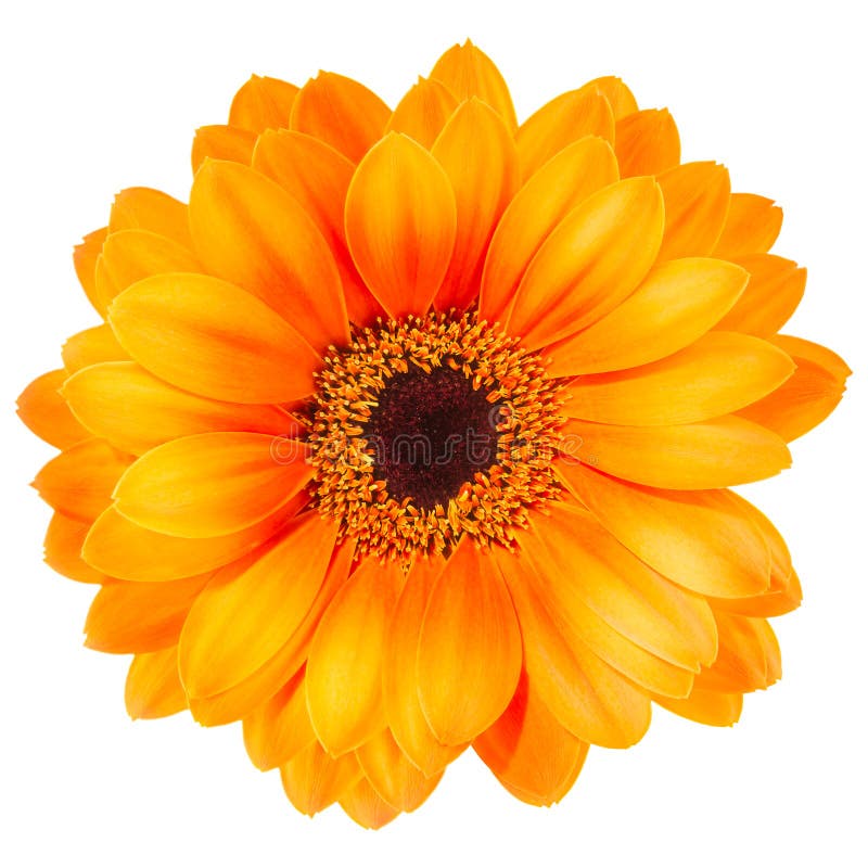 Flor alaranjada do Gerbera isolada no fundo branco fotos de stock Flor alaranjada do Gerbera isolada no fundo branco fotos de stock
