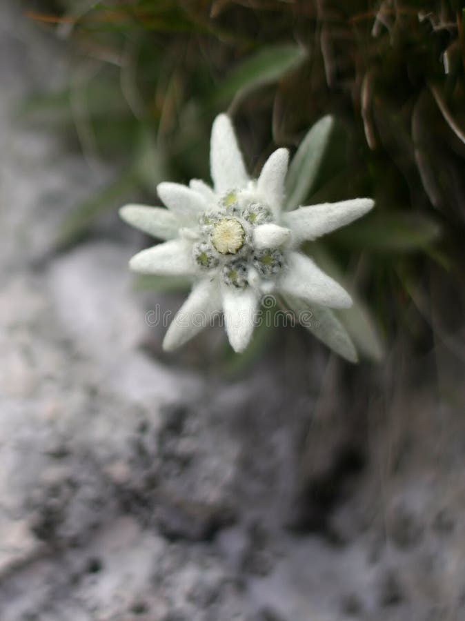 Flor alpina de Edelweiss