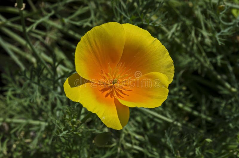 Flor amapola de California o del californica anaranjada de Eschscholzia en cierre de la floración para arriba en fondo verde imagen de archivo Flor amapola de California o del californica anaranjada de Eschscholzia en cierre de la floración para arriba en fondo verde imagen de archivo