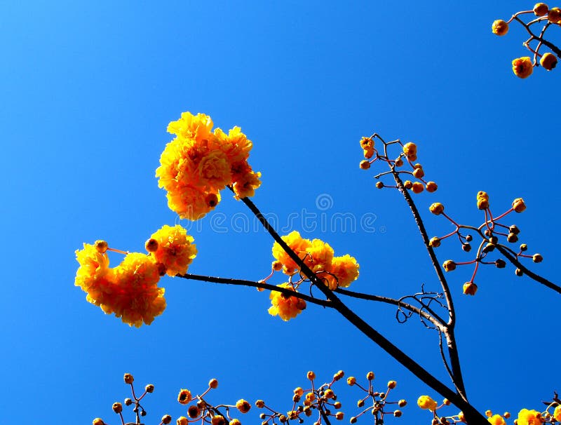 Flor amarela 02