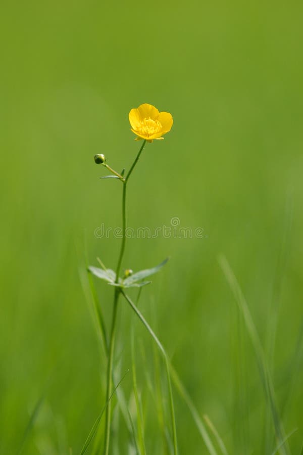 Flor amarela fotografia de stock royalty free