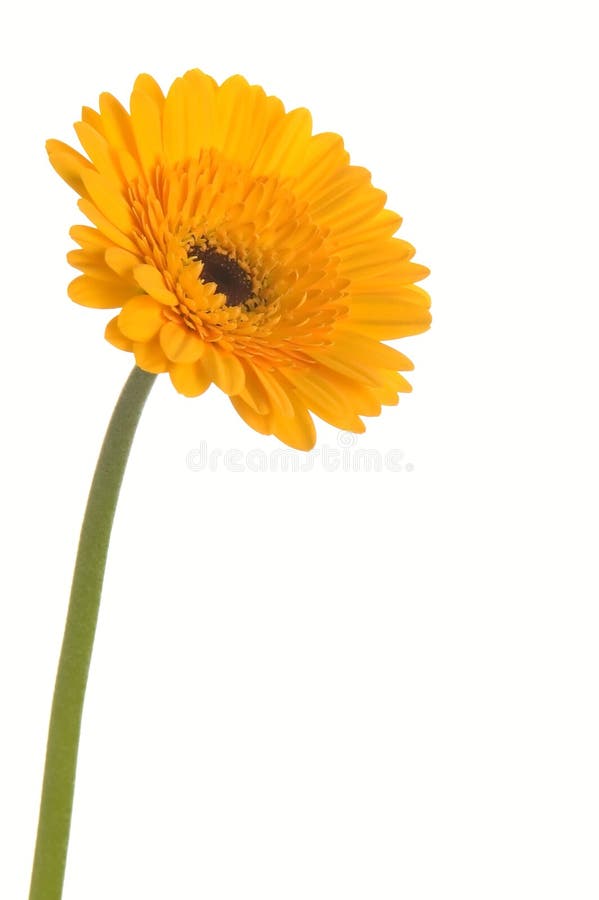 Flor amarela fotos de stock