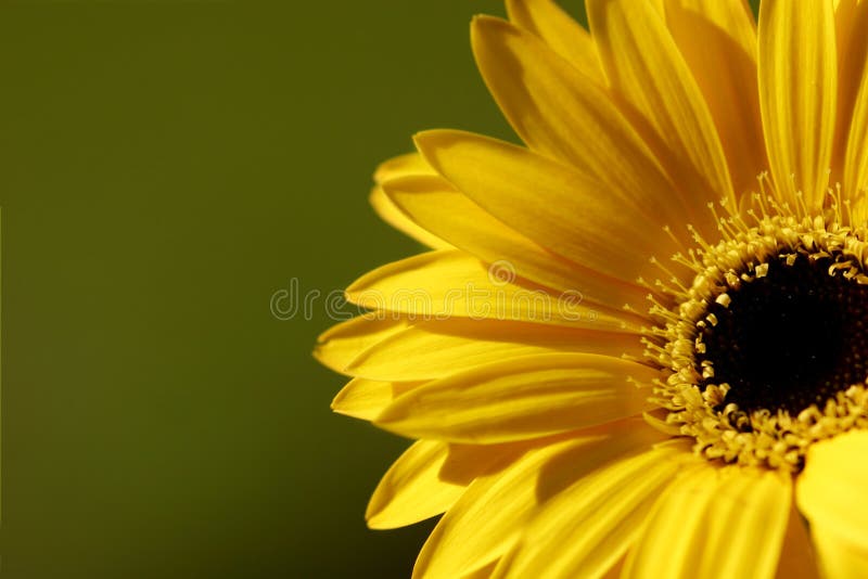 Flor amarela fotografia de stock royalty free