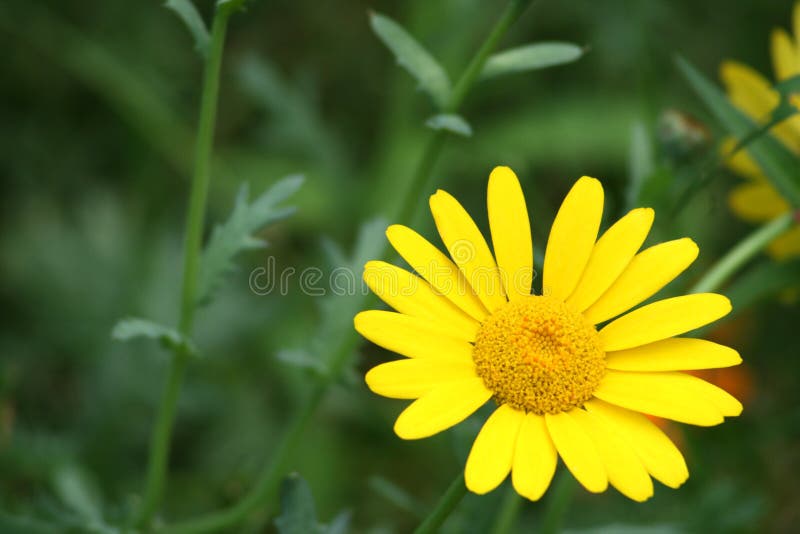 Flor amarela foto de stock royalty free