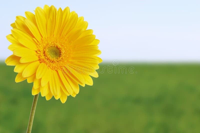 Flor amarela fotos de stock royalty free