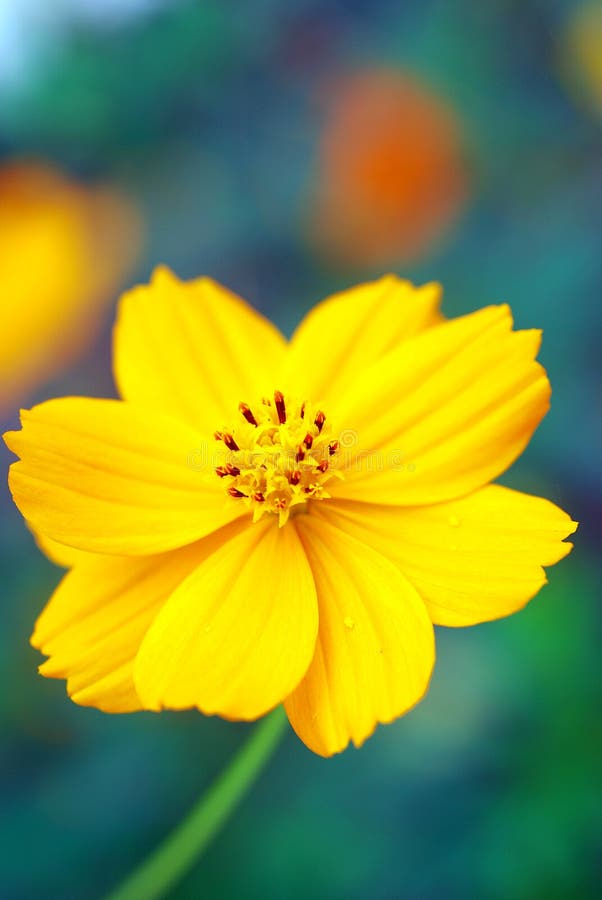 Flor amarela fotos de stock royalty free