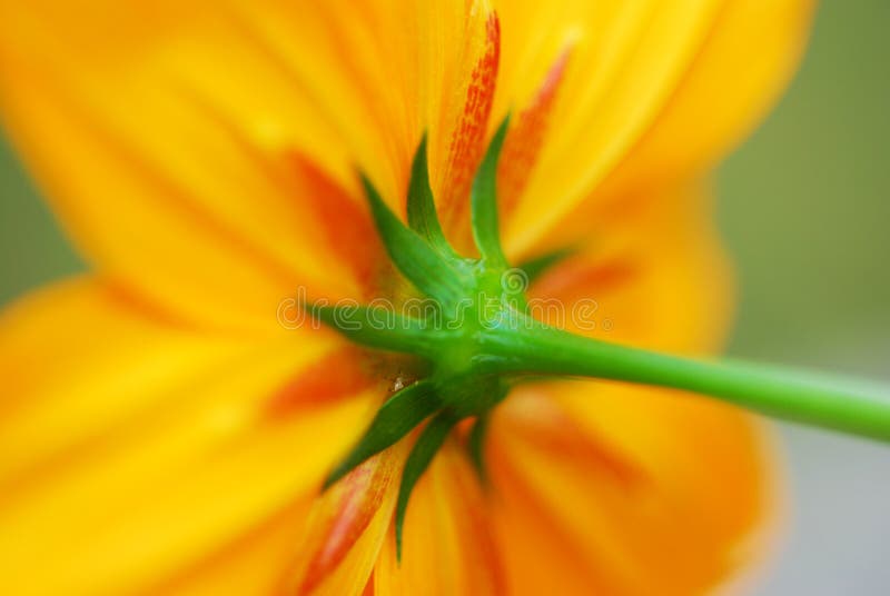 Flor amarela imagem de stock royalty free