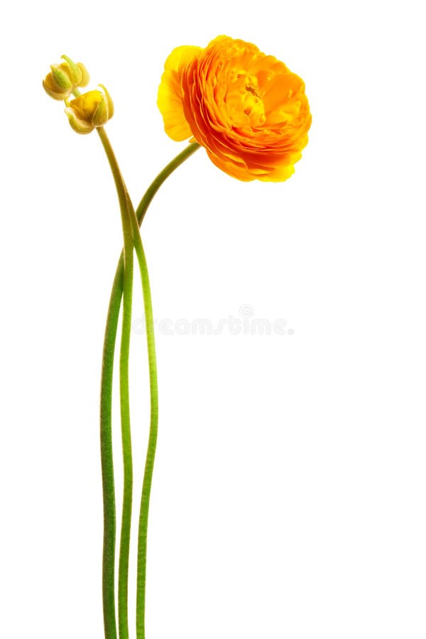 Flor amarela fotos de stock royalty free