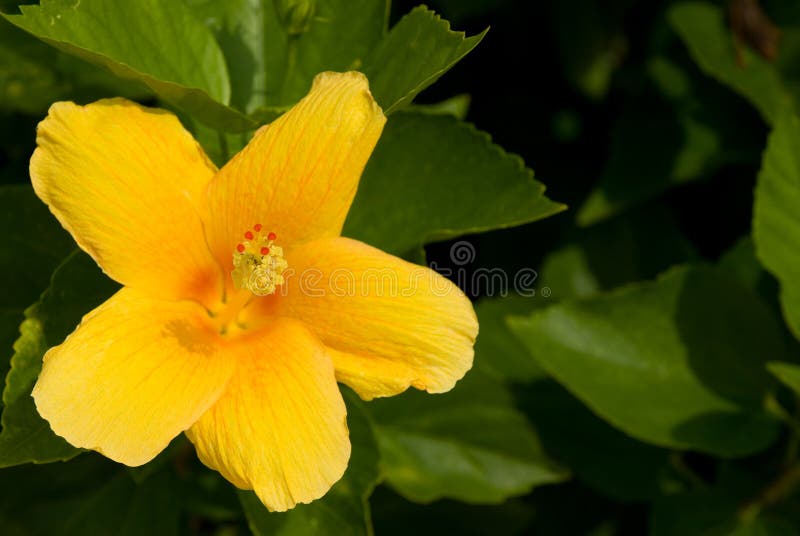 Flor amarela imagem de stock royalty free