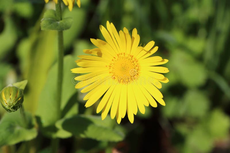 Flor amarela da arnica imagem de stock royalty free Flor amarela da arnica imagem de stock royalty free