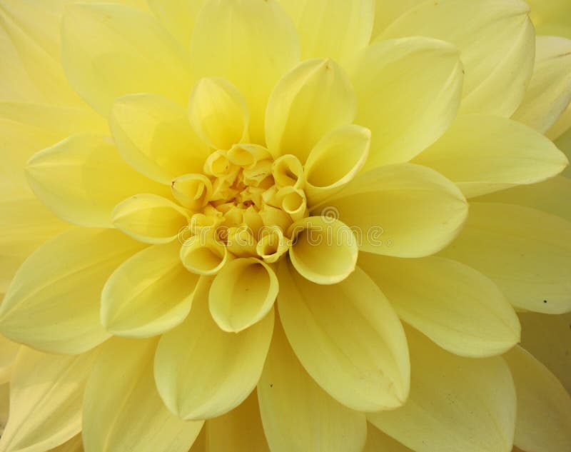 Flor amarela da dália foto de stock. Imagem de textura - 140267018