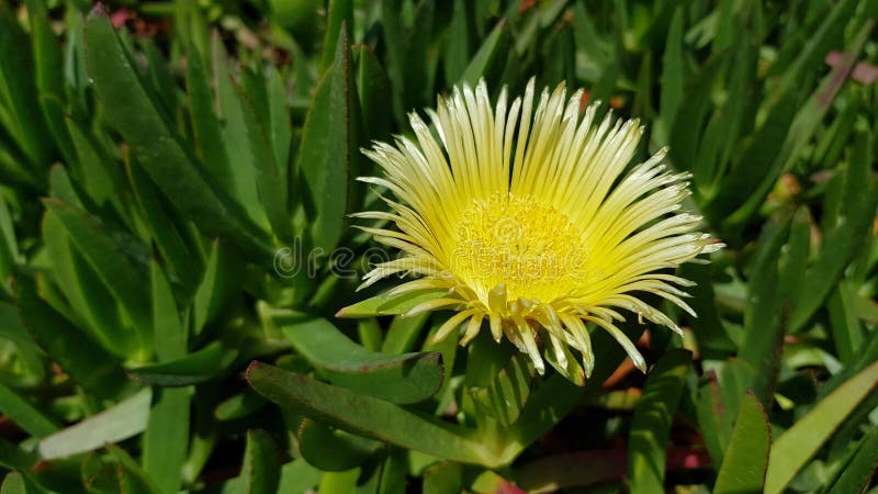 Flor Amarela De Planta Gelada Com Folhas Suculentas. Flor De Margarida  Amarela Em Cacto Verde No Deserto. Carpobrotus Edulis Imagem de Stock -  Imagem de flor, ninguém: 176355873