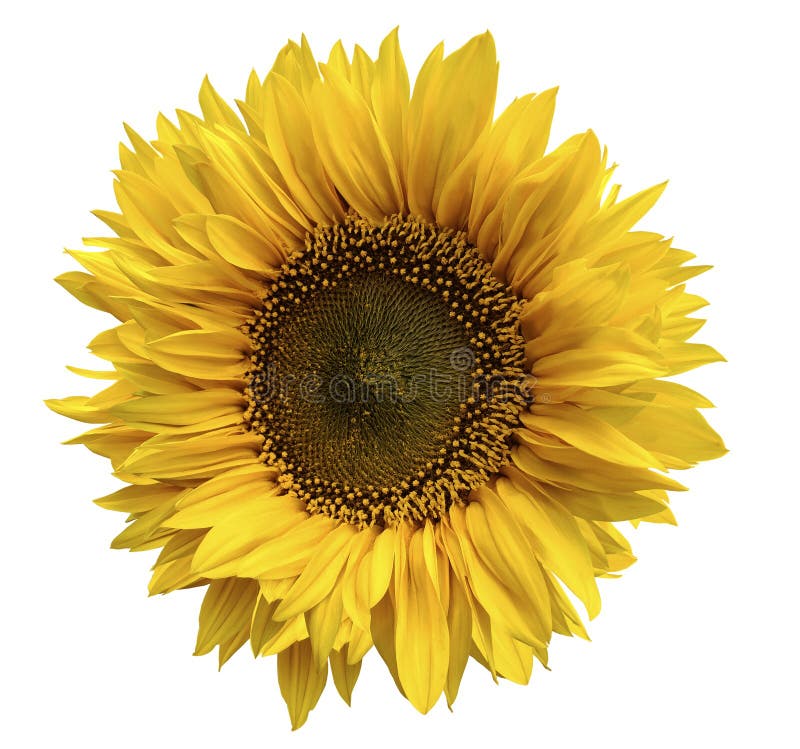 Flor amarela de um girassol em um fundo branco isolado com trajeto de grampeamento closeup Nenhumas sombras imagens de stock royalty free Flor amarela de um girassol em um fundo branco isolado com trajeto de grampeamento closeup Nenhumas sombras imagens de stock royalty free