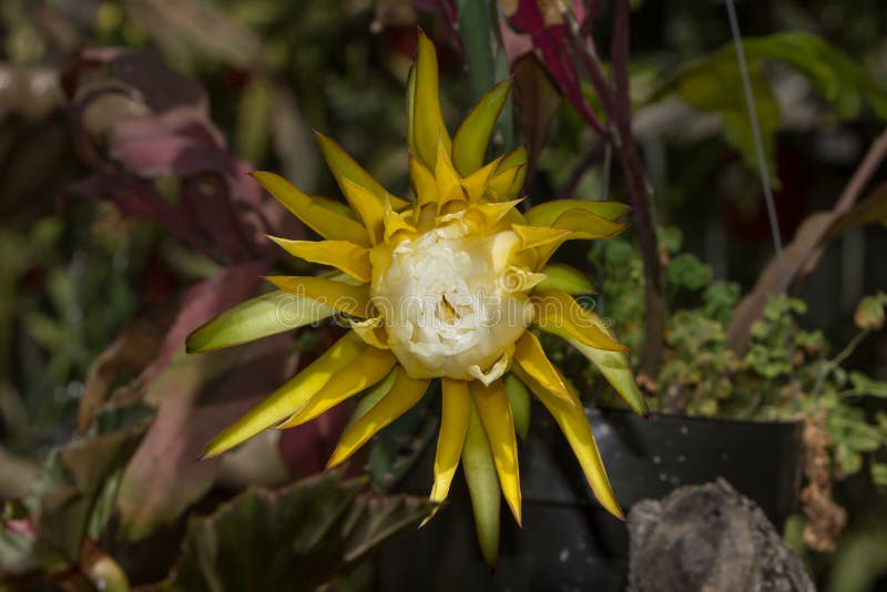 Flor Amarela Do Cacto De Orquídea, Ackermannii De Epiphyllum Foto de Stock  - Imagem de ponto, elegante: 56671832