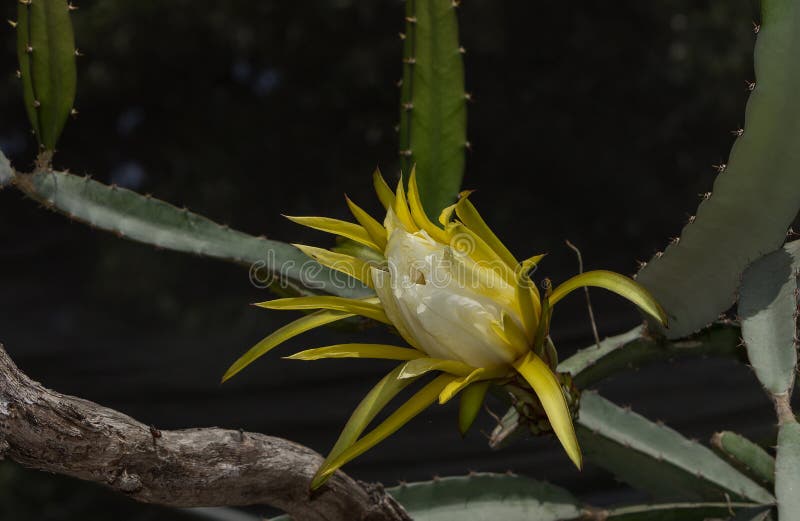 Flor Amarela Do Cacto De Orquídea, Ackermannii De Epiphyllum Imagem de  Stock - Imagem de escaravelho, ecologia: 59110645