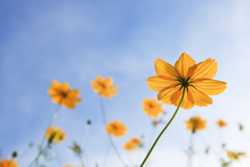 Flor amarela do cosm e céu azul