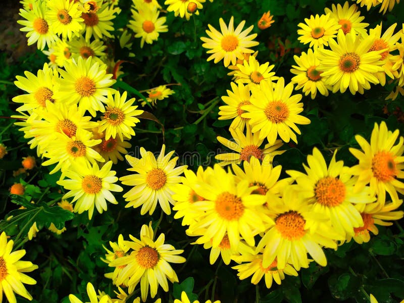 Plantas Similares Ao Girassol Imagem de Stock - Imagem de amarelo,  gracioso: 146294265