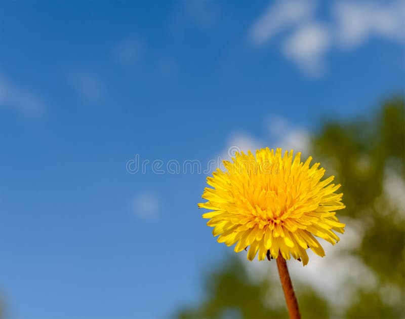 Flor amarela do dente-de-leão contra o céu azul fotografia de stock Flor amarela do dente-de-leão contra o céu azul fotografia de stock