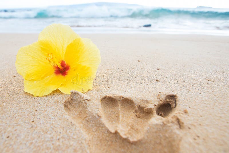 Flor Amarela Do Hibiscus Na Praia Havaiana Imagem de Stock - Imagem de  arenoso, cair: 103623861