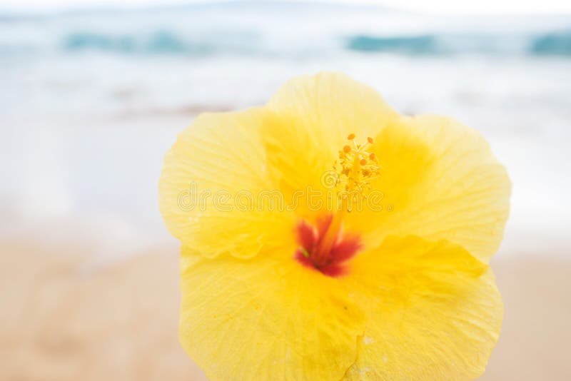 Flor Amarela Do Hibiscus Na Praia Havaiana Imagem de Stock - Imagem de  beleza, arenoso: 103624427