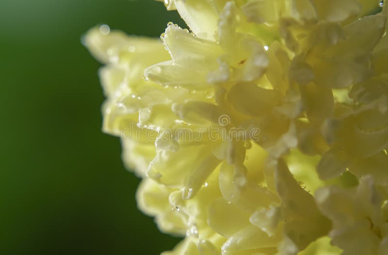 Flor amarela do jacinto foto de stock. Imagem de flor - 90922804