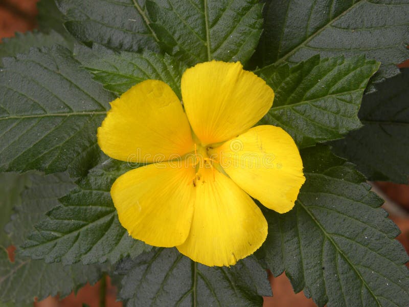 Flor amarela do Vinca foto de stock. Imagem de colorido - 132651006