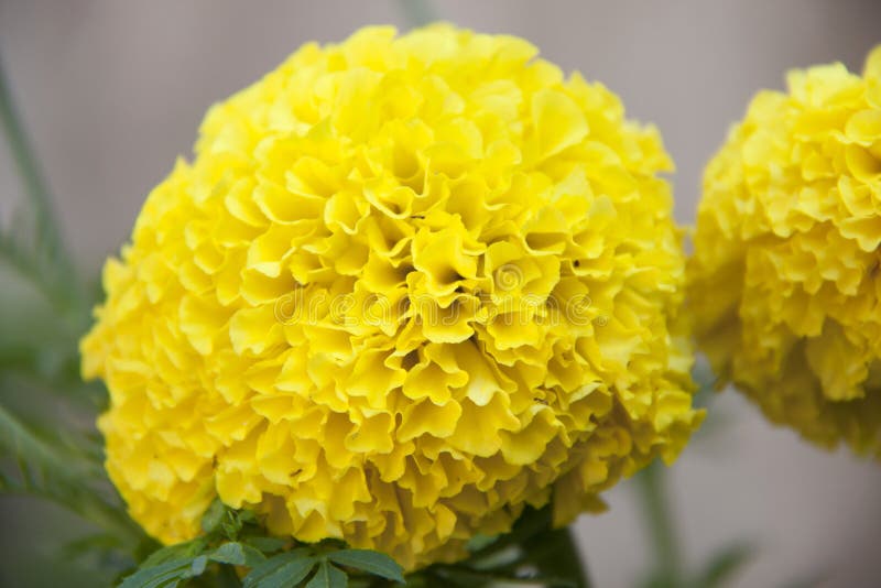 Flor Amarela Na árvore Verde, Do Cravo-de-defunto é Uma Planta Da Família  Da Margarida, Tipicamente Com O Amarelo, Alaranjado Foto de Stock - Imagem  de margarida, flores: 116708066