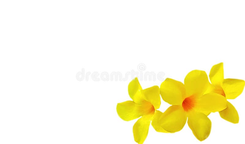 Flor amarela sobre fundo branco foto de stock