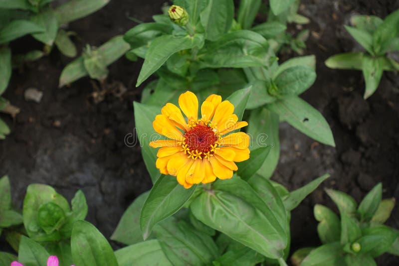 Flor Amarela Pequena De Elegans Do Zinnia Foto de Stock - Imagem de  ambarino, floreado: 132251836