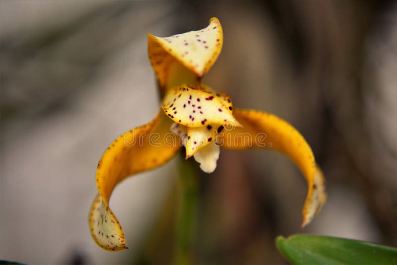 Flor Amarela Pintada De Orquídea Maxillaria Ubatubana Foto de Stock -  Imagem de delicado, filial: 194093548