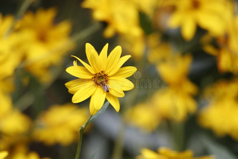 Bee on yellow flower, shallow depth of field. Bee on yellow flower, shallow depth of field
