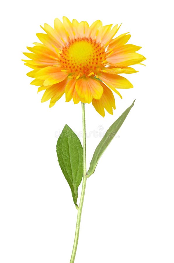 Flor amarilla foto de archivo. Imagen de frescura, dalia - 47733886