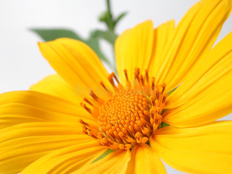 Flor amarilla fotografía de archivo libre de regalías