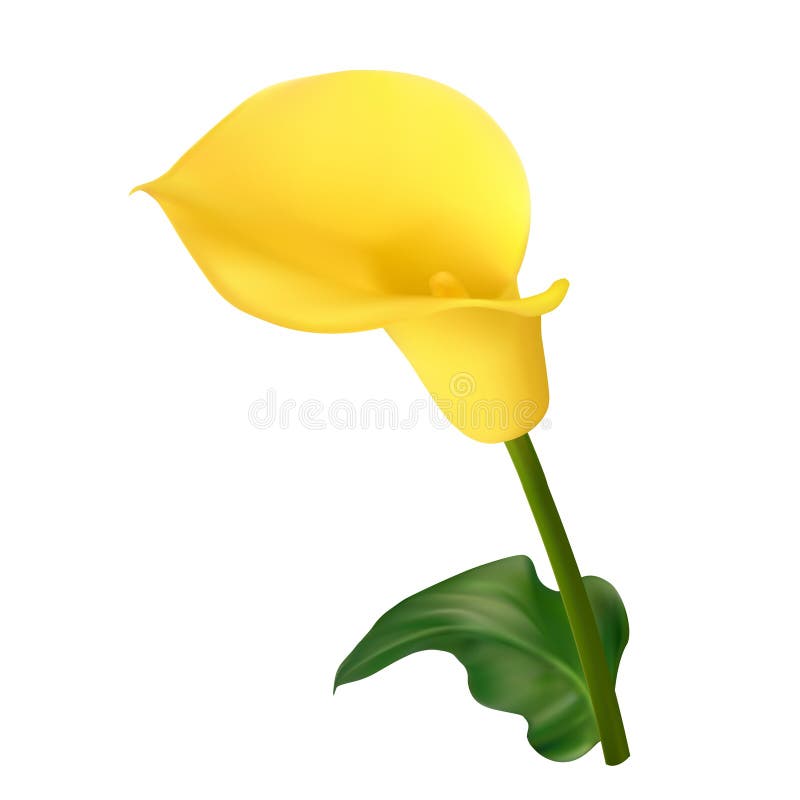 Flor amarilla de la cala stock de ilustración. Ilustración de plantas -  41709342