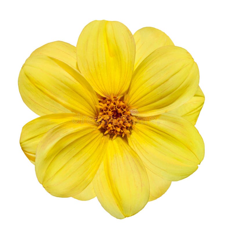 Flor amarilla de la dalia aislada en el fondo blanco