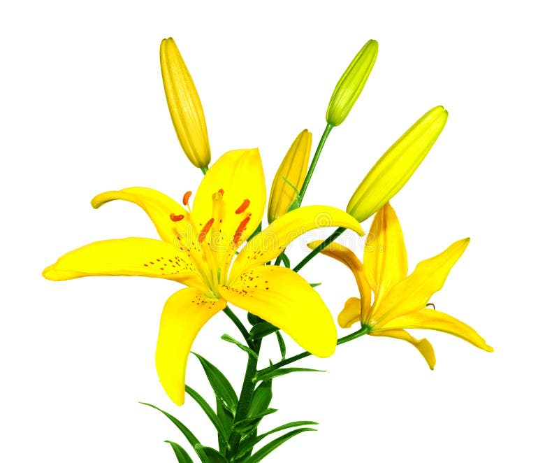Flor amarilla de un lirio imagen de archivo. Imagen de floral - 7514519
