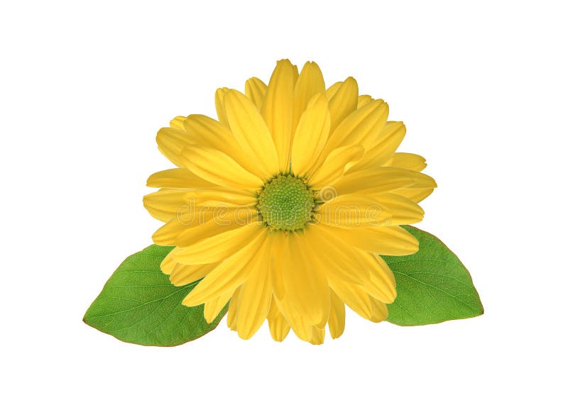 Flor amarilla del crisantemo