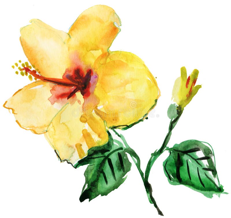 Flor Amarilla Del Hibisco De La Acuarela Stock de ilustración - Ilustración  de colorido, tropical: 37749202